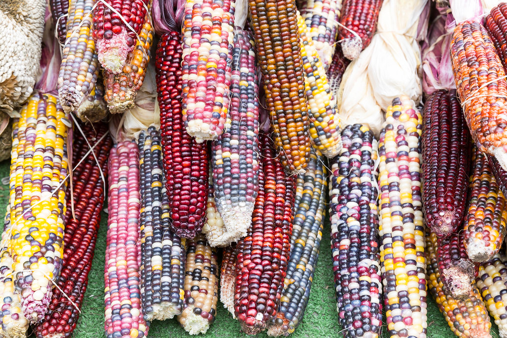 在現代美語裡，Indian corn專指秋收時節裝飾用的彩色玉蜀黍。