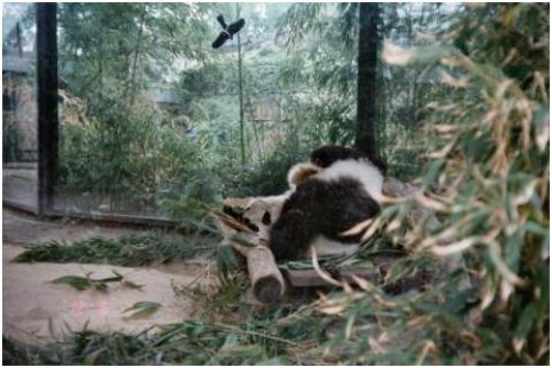 柏林動物園05