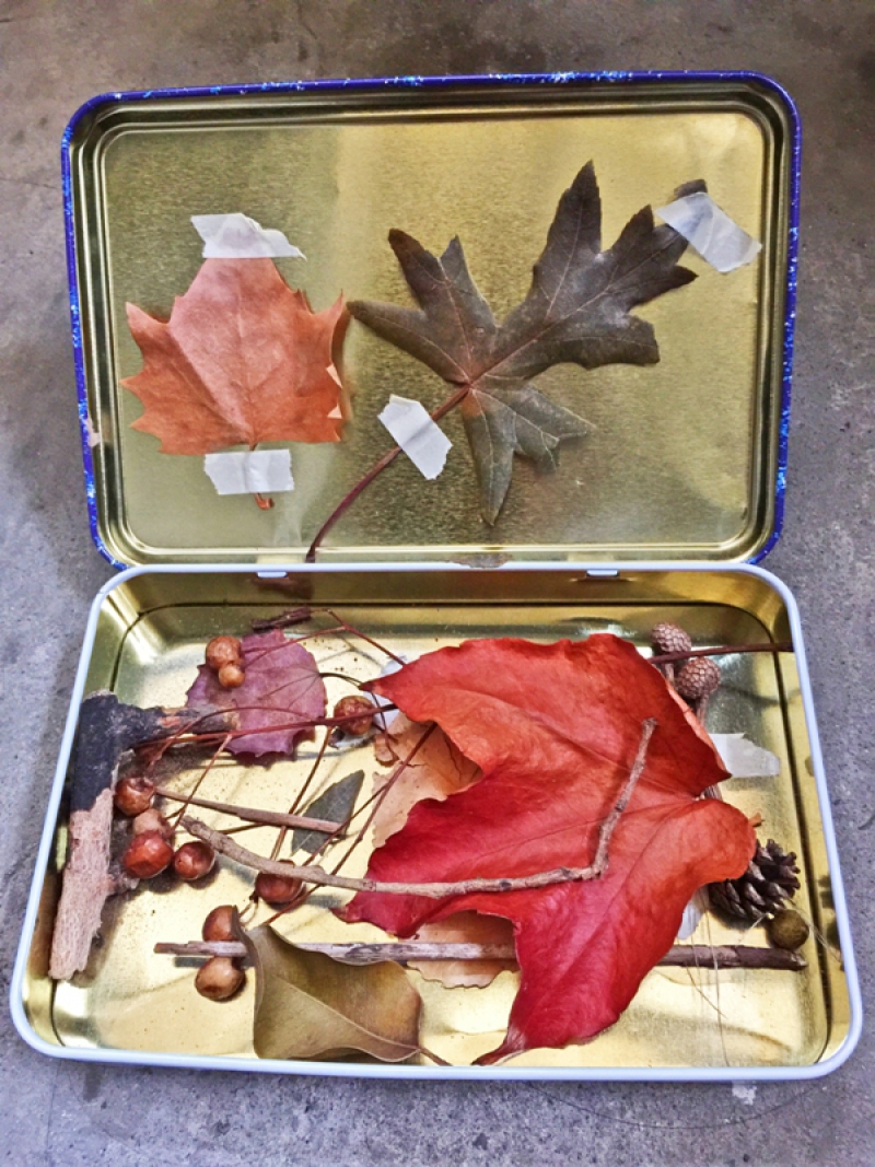 沿途散步搜集起來的葉子裝在鐵盒內（圖片提供／王春子）
