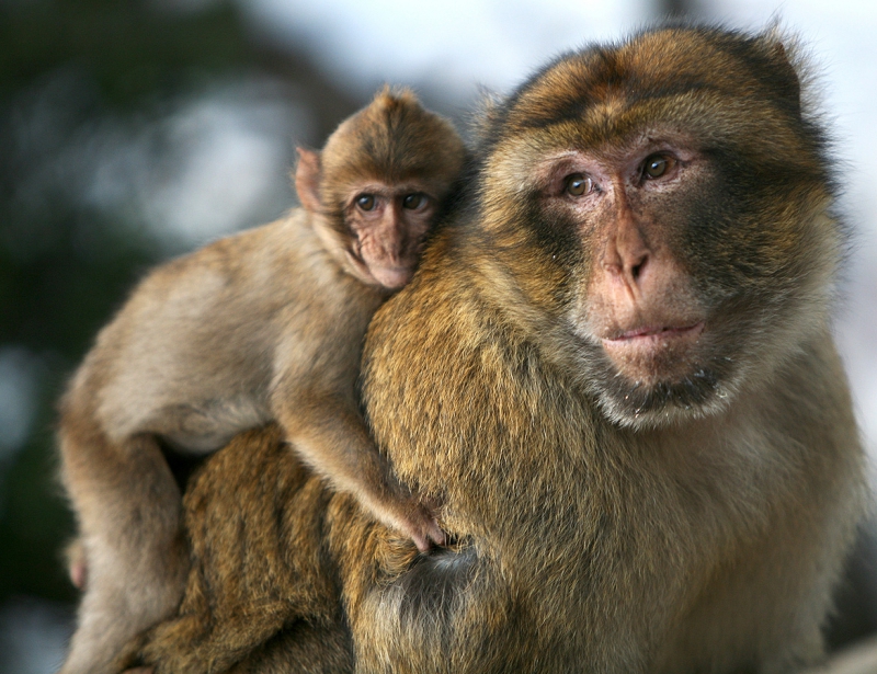 直布羅陀的巴巴利獼猴。（Credit: Karyn Sig CC BY 2.0）
