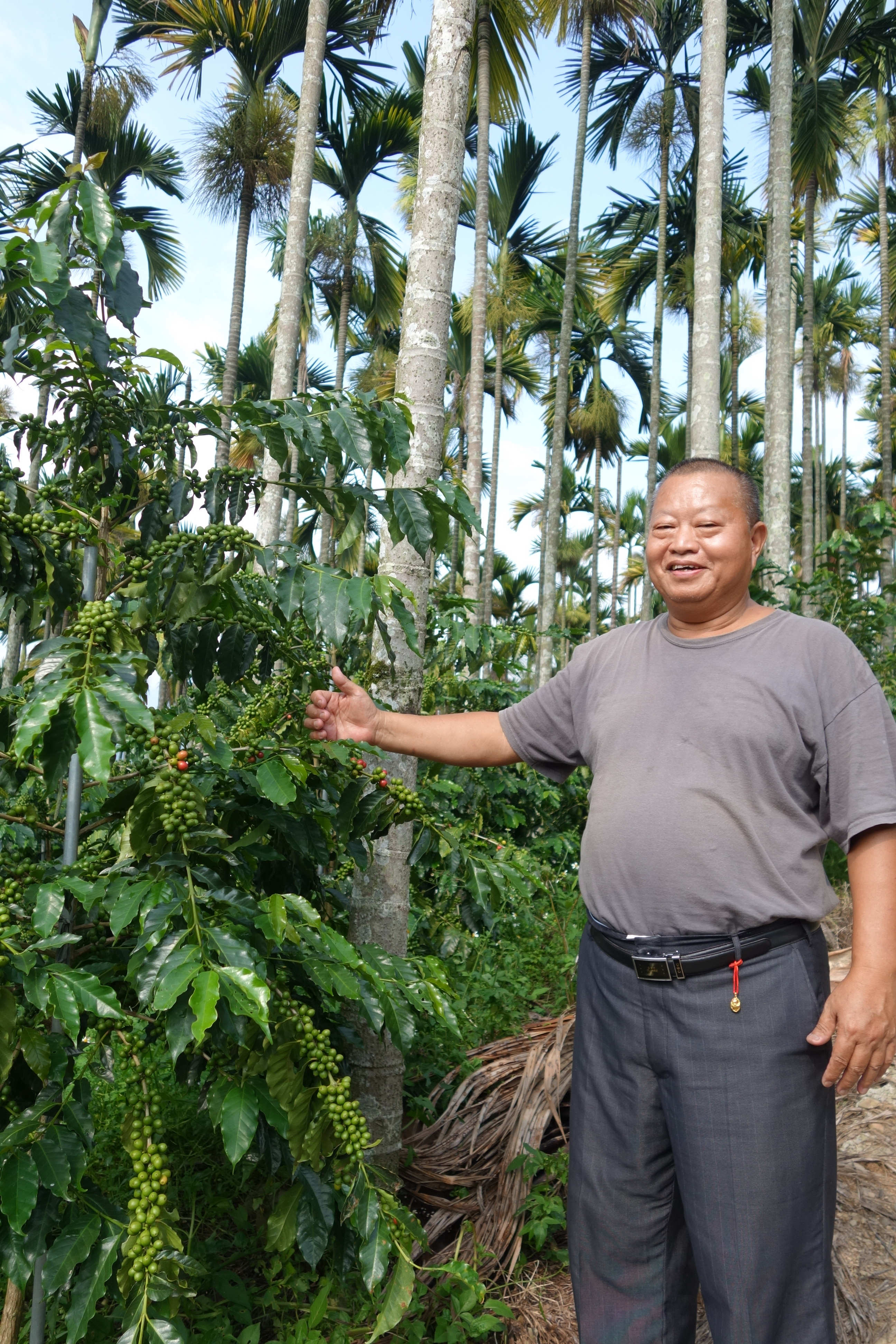 國姓鄉在檳榔園中種咖啡，目前是台灣產量最高的產區（圖／黃麗如）