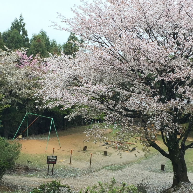 櫻花盛開的時候，我們來到了京都。