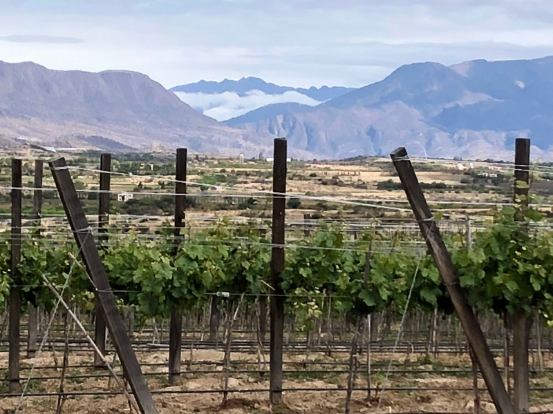 玻利維亞的葡萄園規模不若智利與阿根廷龐大，但在自然酒的領域很有潛力。