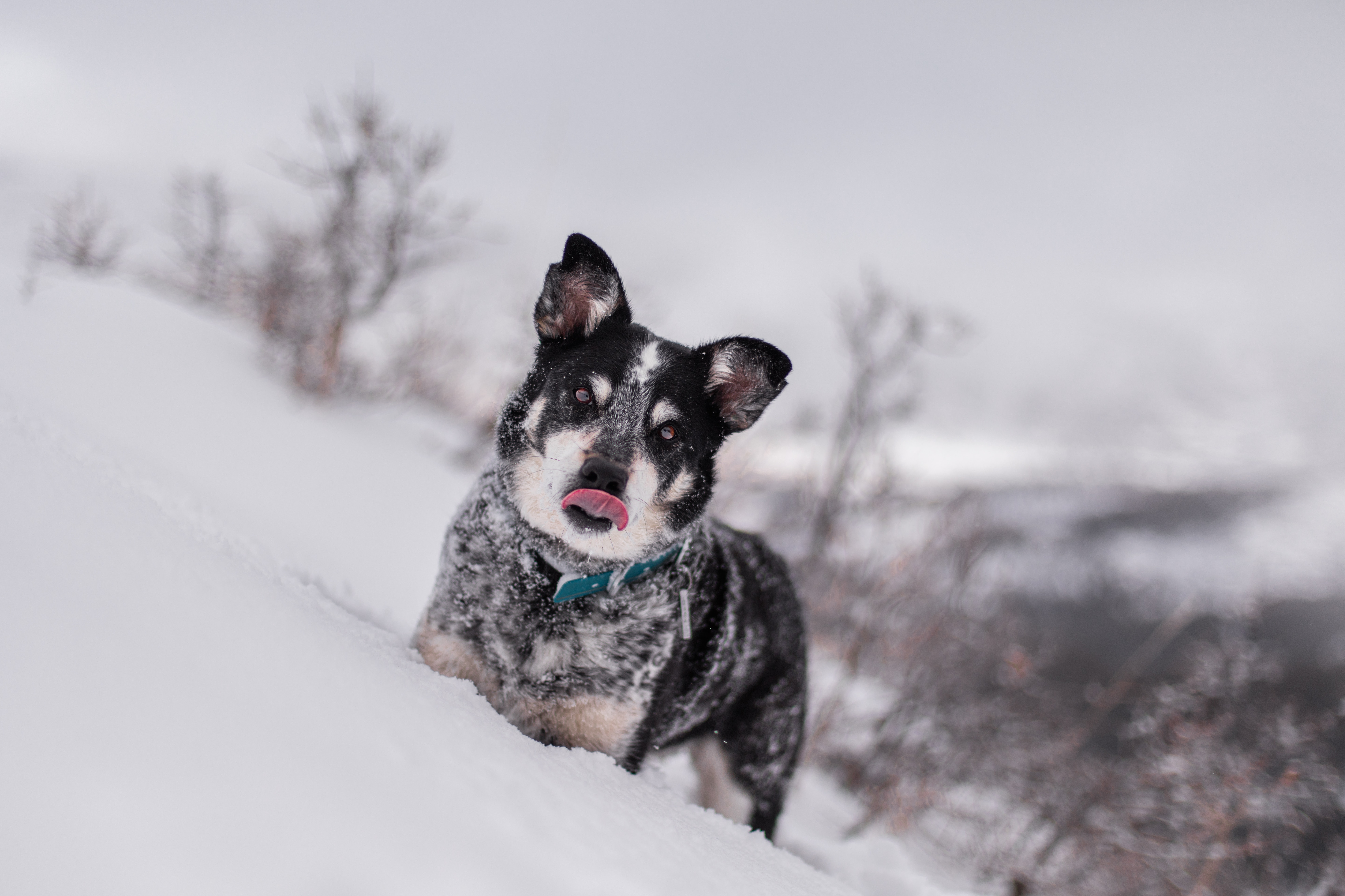 雪地裡的小黑狗（非當事狗）。（Photo by Patrick Hendry on Unsplash）