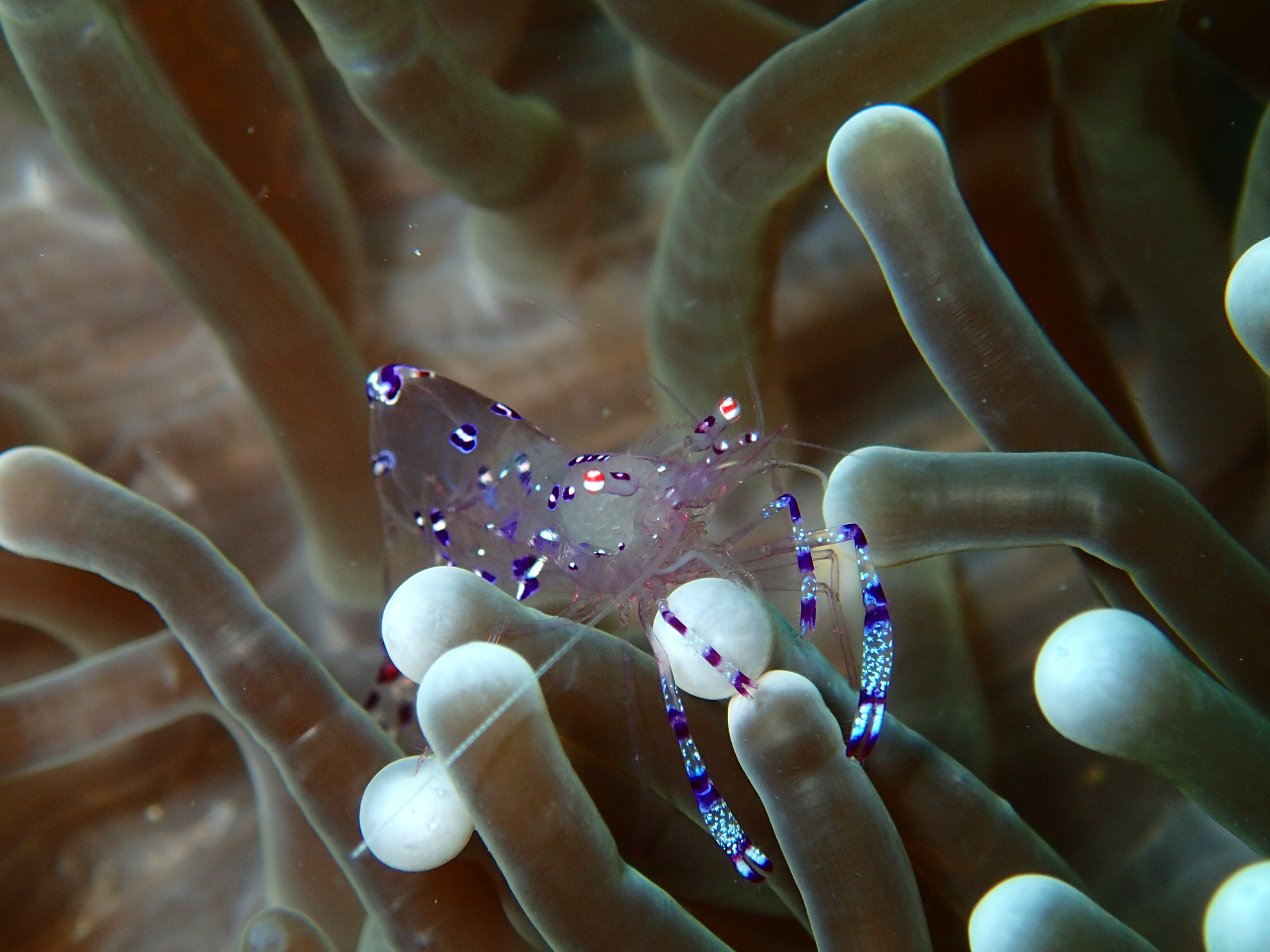 「他迷幻的紫色從此縈繞我心頭，絕美的金星海葵蝦（Ancylomenes venustus）」圖片提供：栗光、麥田出版