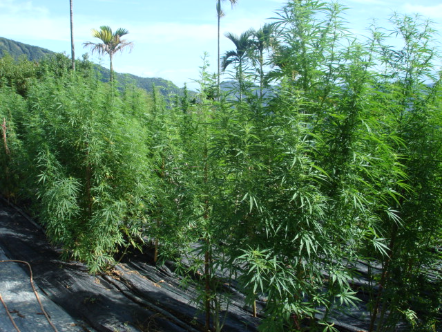 大麻為國內流行毒品之一，圖為山區種植的大麻園