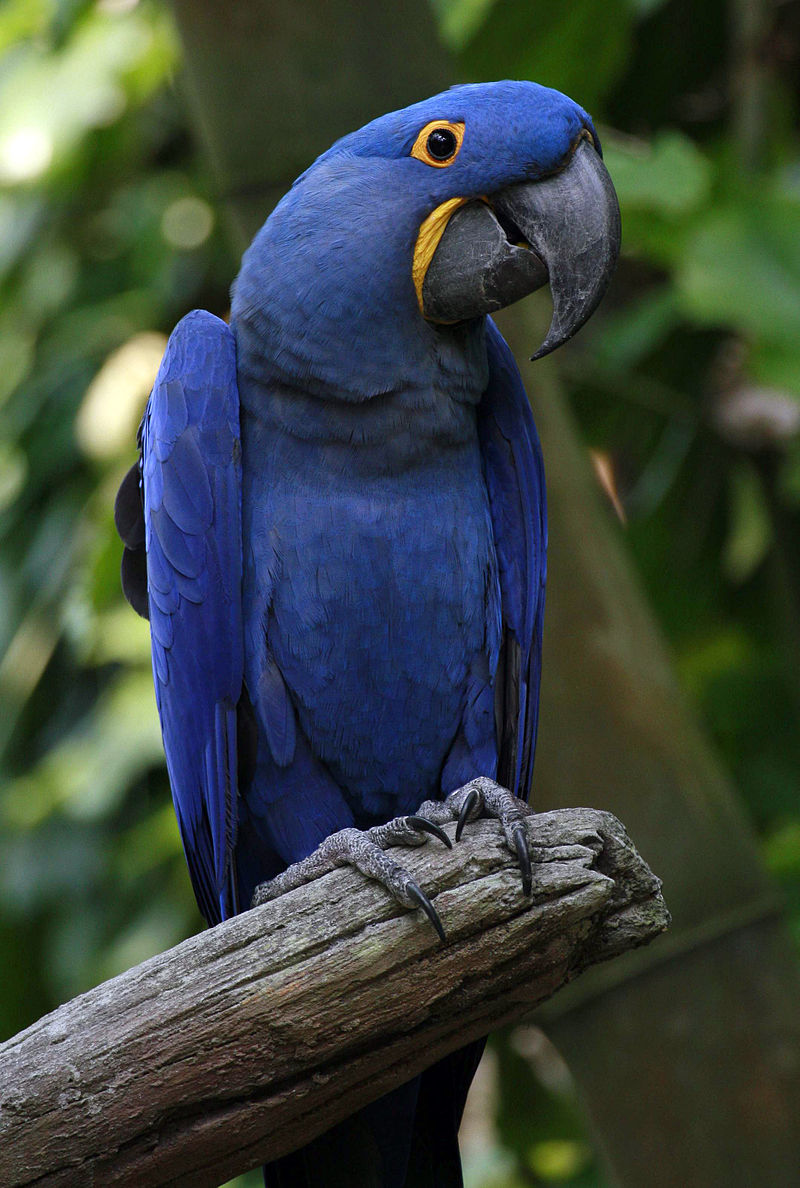 紫藍金剛鸚鵡（圖片來源/wiki）