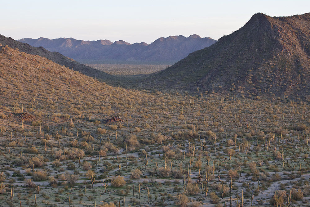 索諾拉沙漠（Sonoran Desert（圖片來源/wiki）