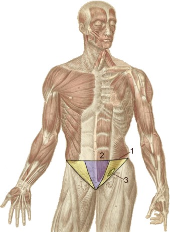 腹股溝區（黃色）即鼠蹊部。（圖片來源/wiki）