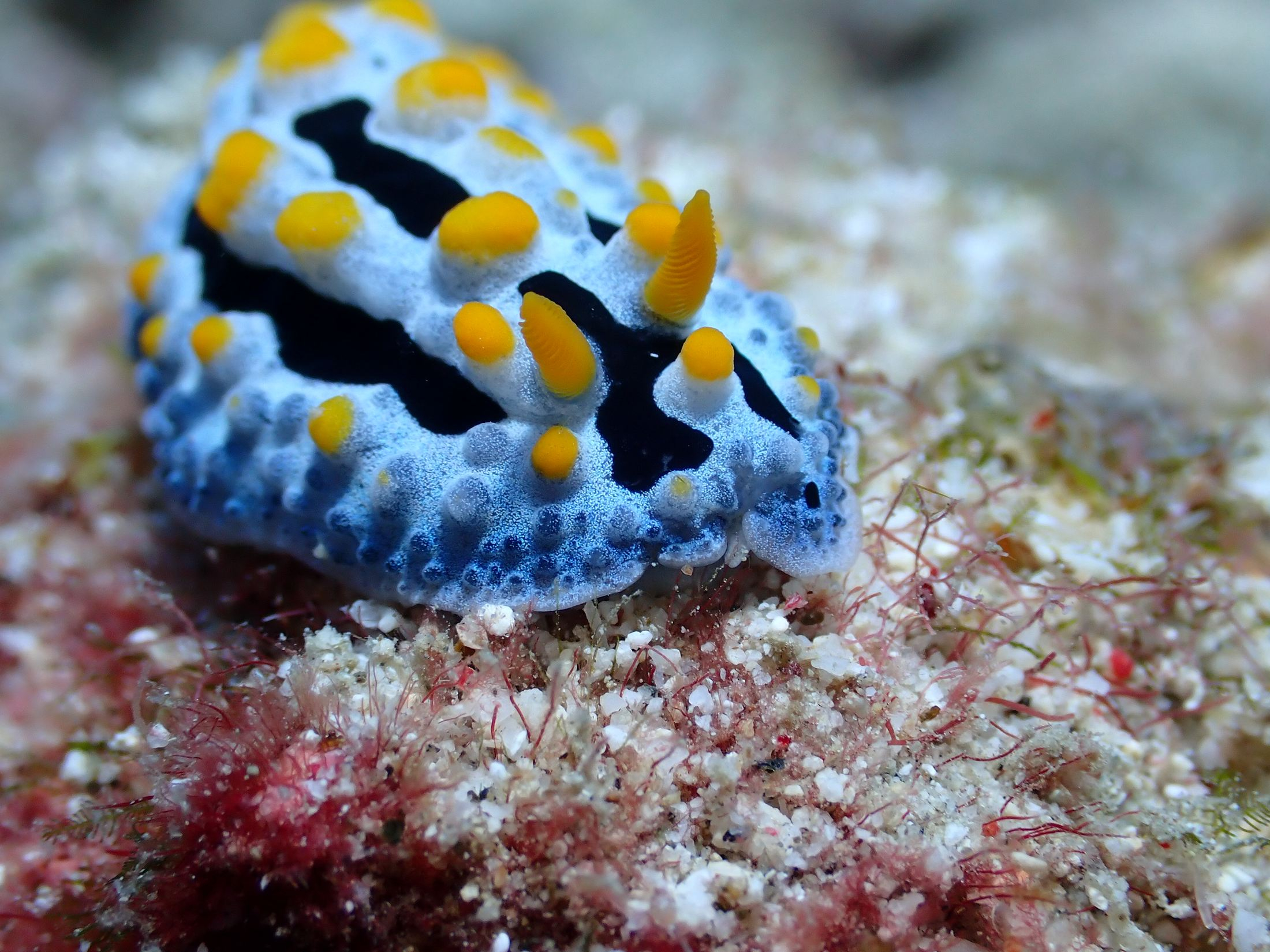 天藍葉海蛞蝓（Phyllidia coelestis），如何在一定時間內把相遇的每位海蛞蝓拍清楚、拍美，是樂此不疲的挑戰。