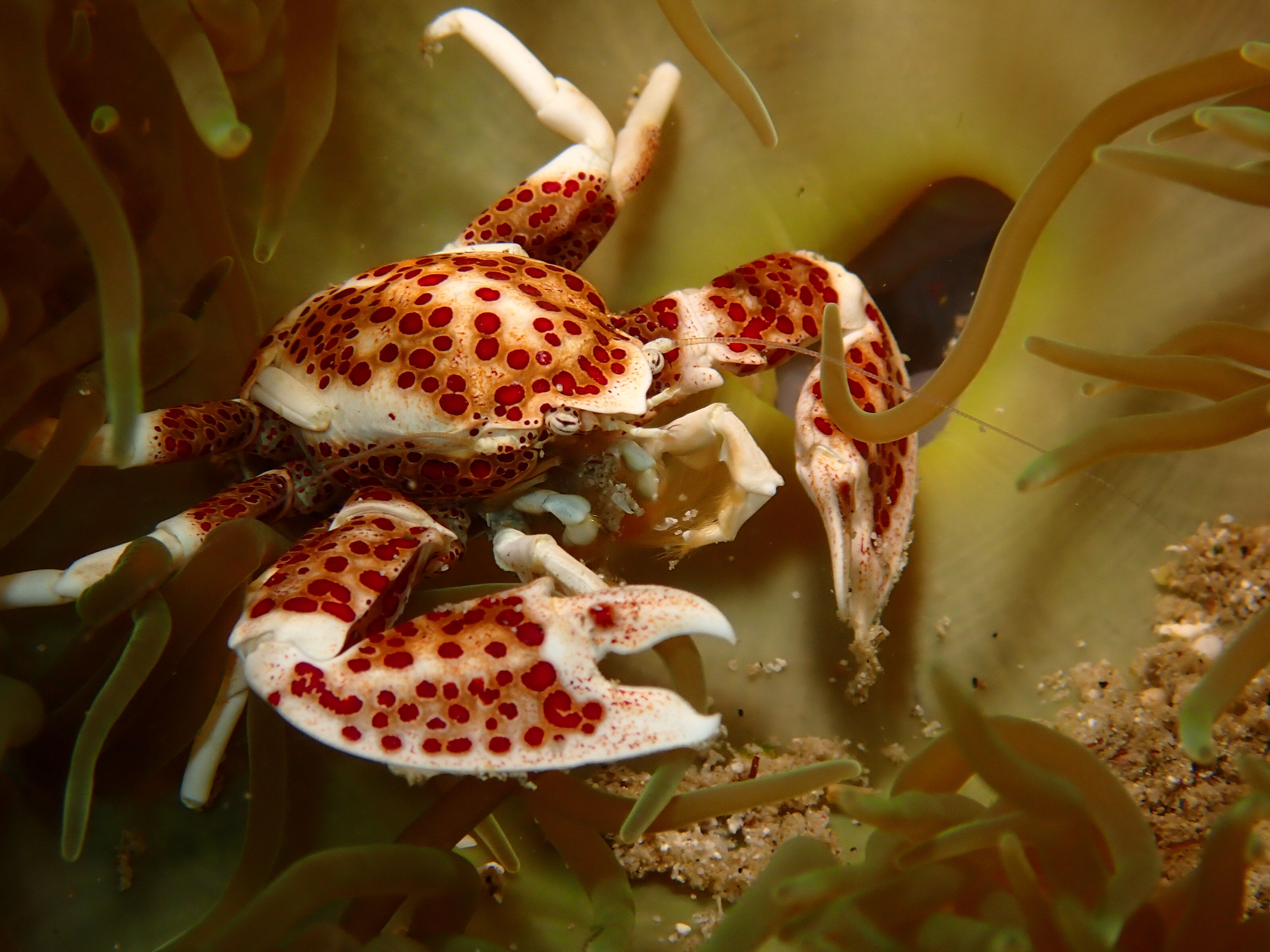紅斑新瓷蟹（Neopetrolisthes maculatus），這位意外地沒有躲藏於海葵中，使我拍下至今最清楚的瓷蟹照片；有趣的是，儘管他看起來像螃蟹，卻其實屬於「異尾類」。