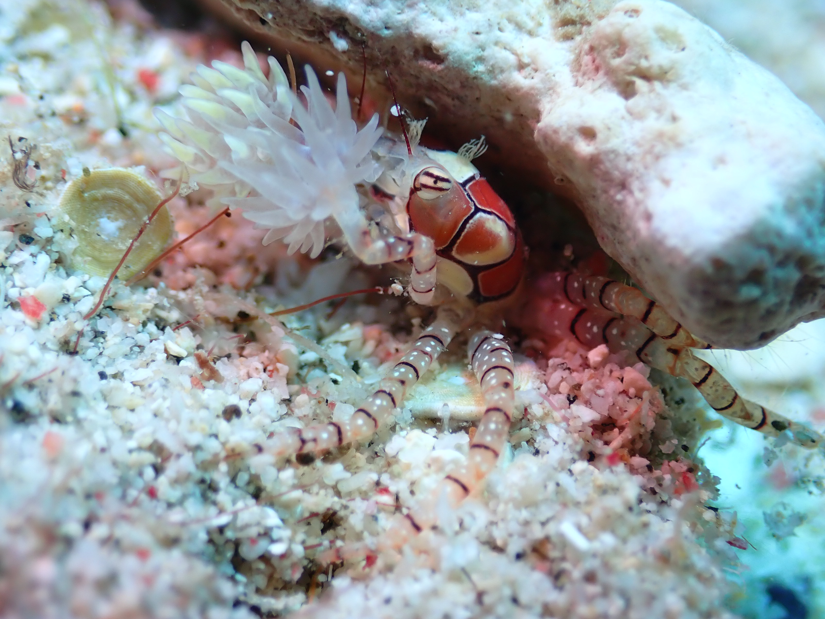 花紋細螯蟹（Lybia tessellata），又被稱作拳擊蟹、啦啦隊蟹，十年前我在潛水雜誌上看過，親眼見到則是十年後的綠島。