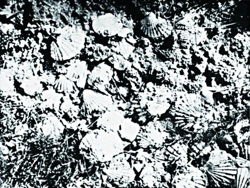 圖說：過港海岸的貝化石層
資料來源：臺灣總督府內務局編，《天然記念物調查報告》，第二輯（臺北：臺灣總督府內務局，1935年），頁29。