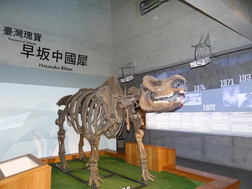 圖說：早坂中國犀化石模型
資料提供：臺南市政府文化局左鎮化石園區