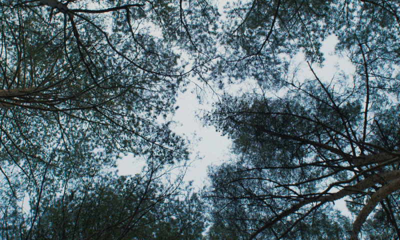 人類社會難以逃脫的莽原生態，在此片對上了林間的幽森本質