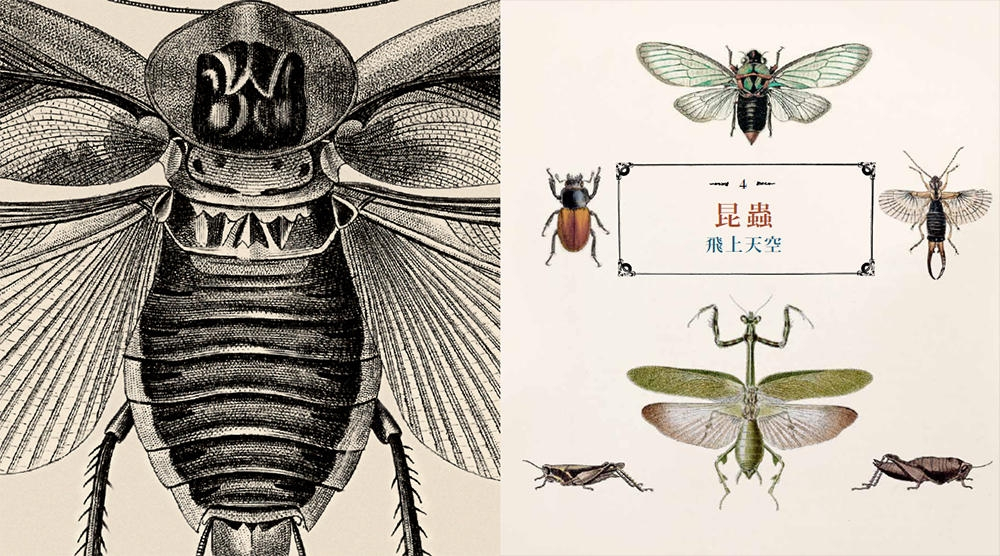 《蟲之道：昆蟲的構造、行為和習性訴說的生命史詩》