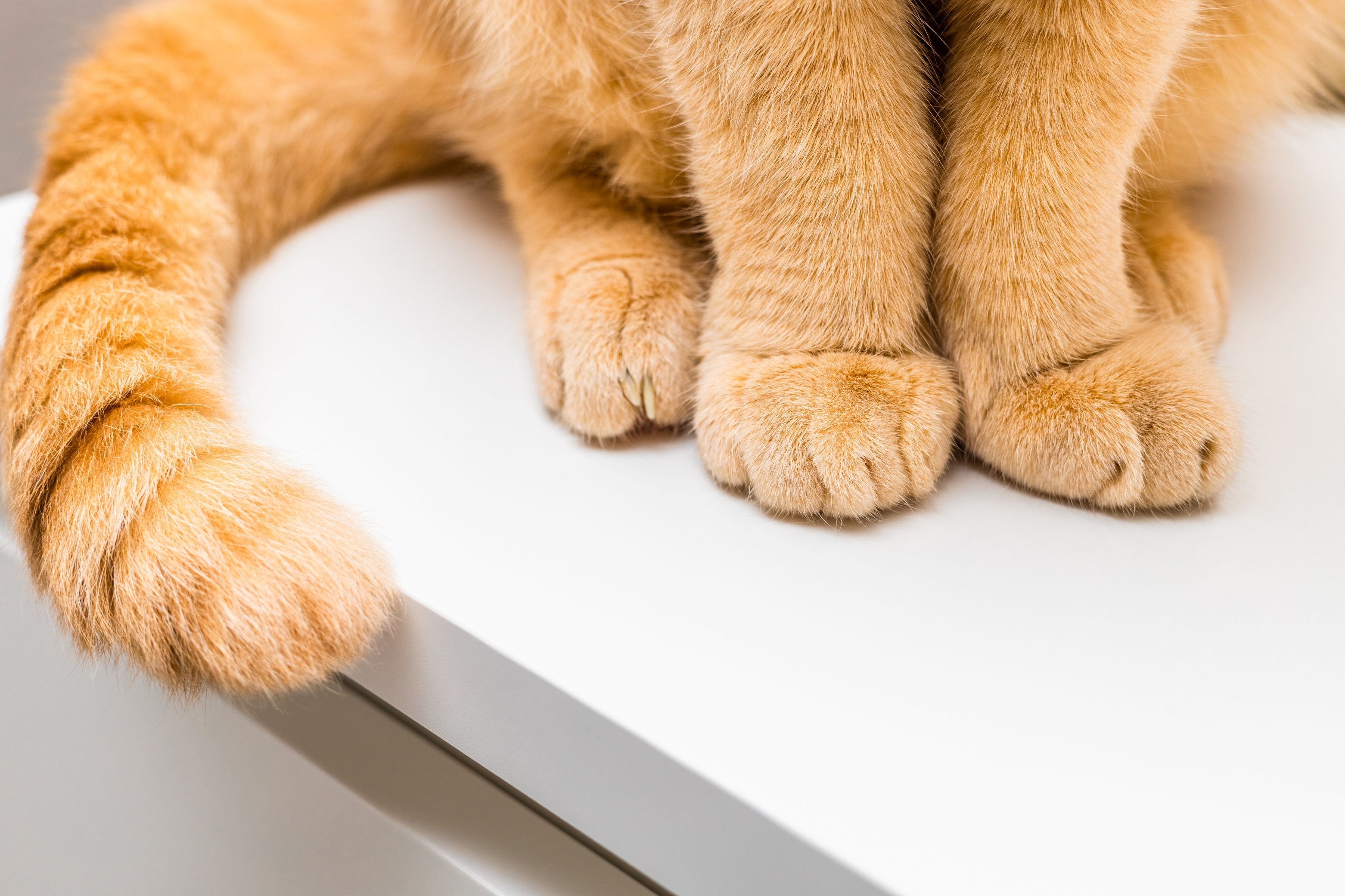 貓咪長時間大多以緩速的方式移動，移動時並不需要利用爪子。