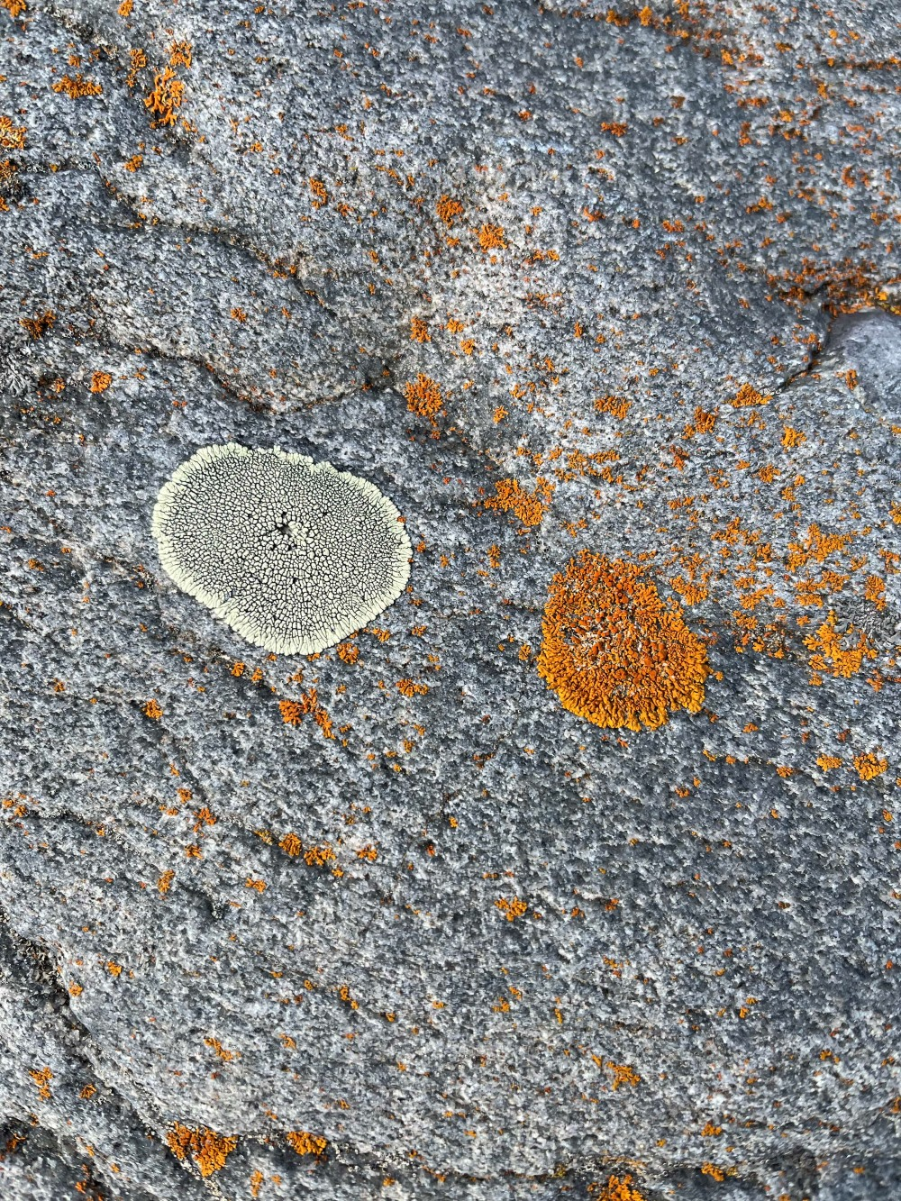 化石與橘色苔蘚